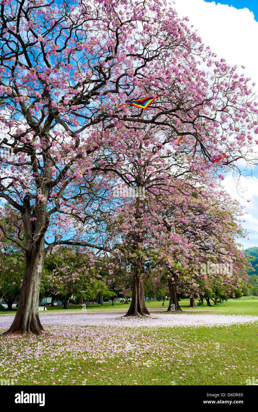 Trompetenbaumgewächse Bäumen in der Königin-Park-Savanne, Trinidad. Stockfoto