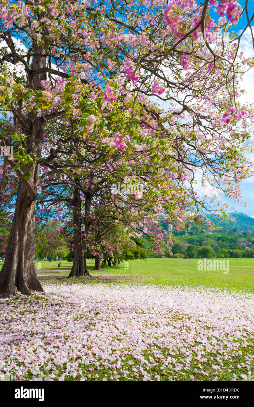 Trompetenbaumgewächse Bäumen in der Königin-Park-Savanne, Trinidad. Stockfoto