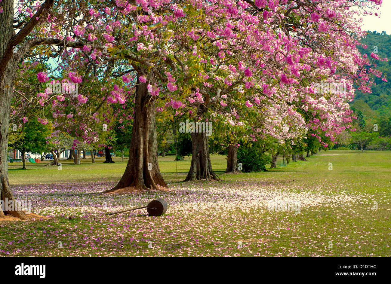 Trompetenbaumgewächse Bäumen in der Königin-Park-Savanne, Trinidad. Stockfoto