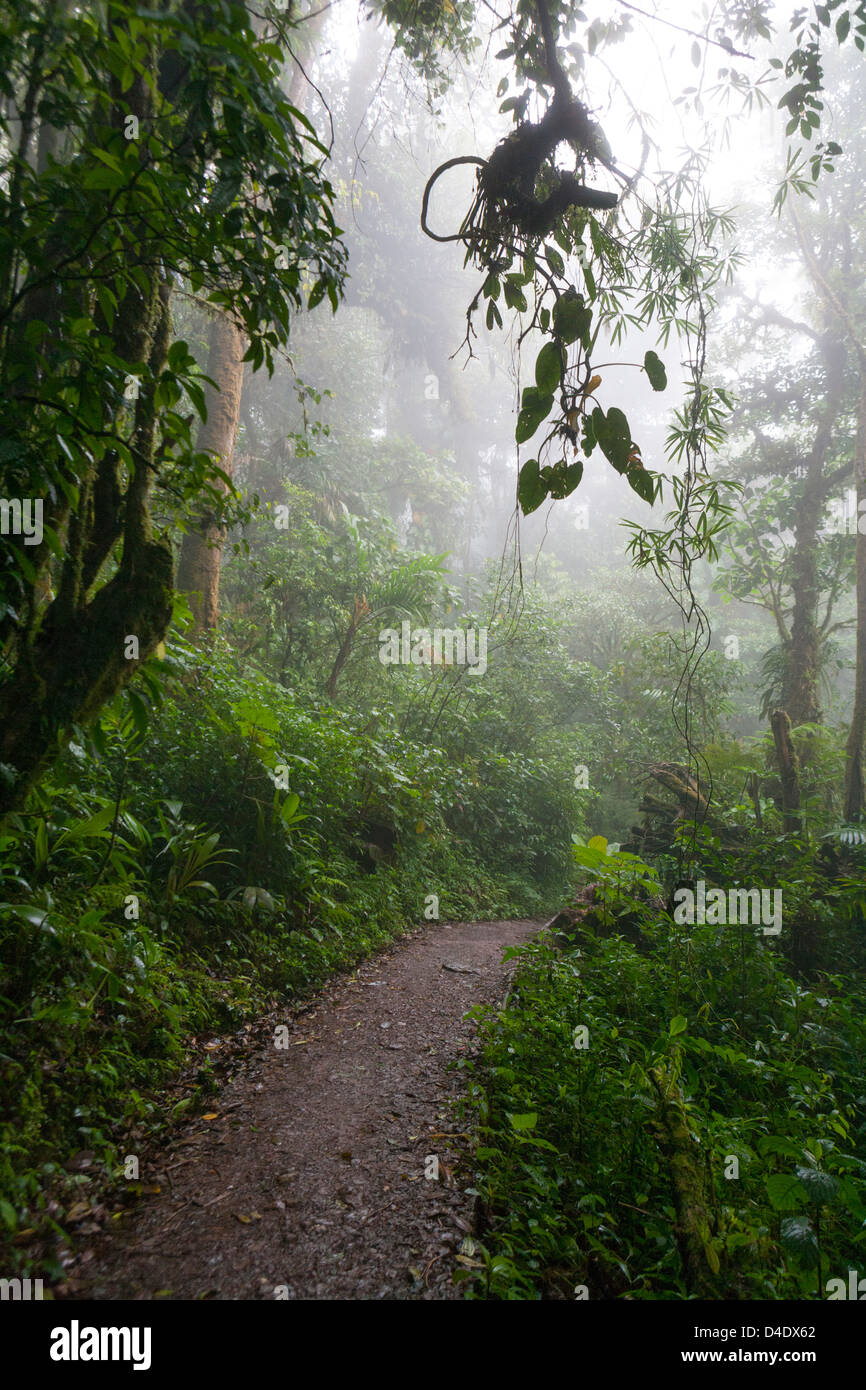 Ein Pfad durch den Nebelwald von Monteverde. Stockfoto