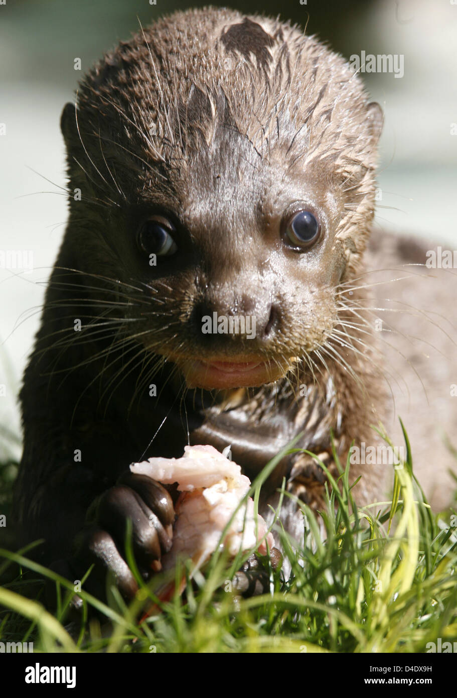Eine kleine Riesenotter isst Fisch in das Freigehege in Hagenbecks Tierpark in Hamburg, Deutschland, 30. April 2008. Der Riesenotter Jao und Icana wurden im Januar geboren. Es gibt nur 20 Riesenotter in vier Zoos in Europa. Foto: JENS RESSING Stockfoto