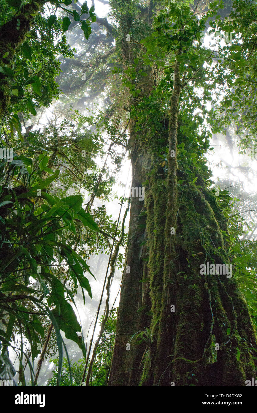 Massive Baum in Monteverde Cloud Forest Reserve Stockfoto