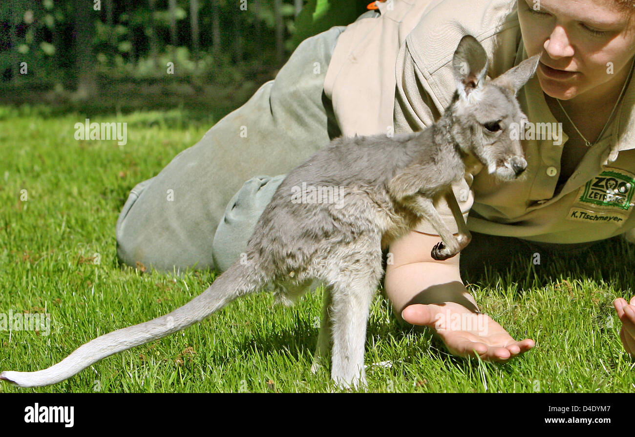 Wie Alt Wird Ein Känguru www.alamy.de