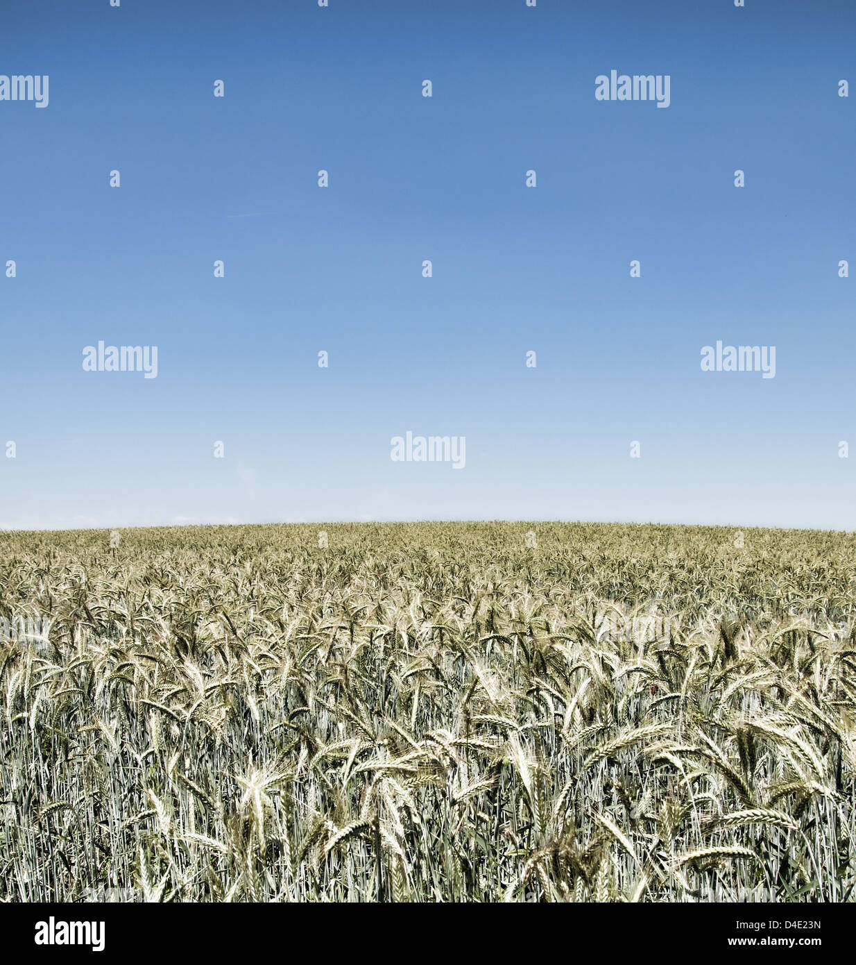 surrealistische Weizenfeld am blauen Himmel Stockfoto