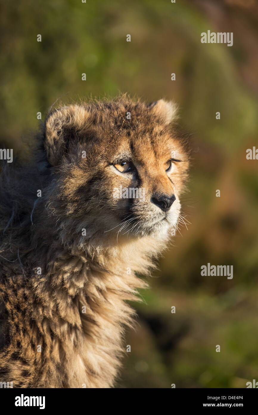 Nahaufnahme der ein junges Gepard (Acinonyx Jubatus) Vegetation Hintergrund weichzeichnen. Stockfoto
