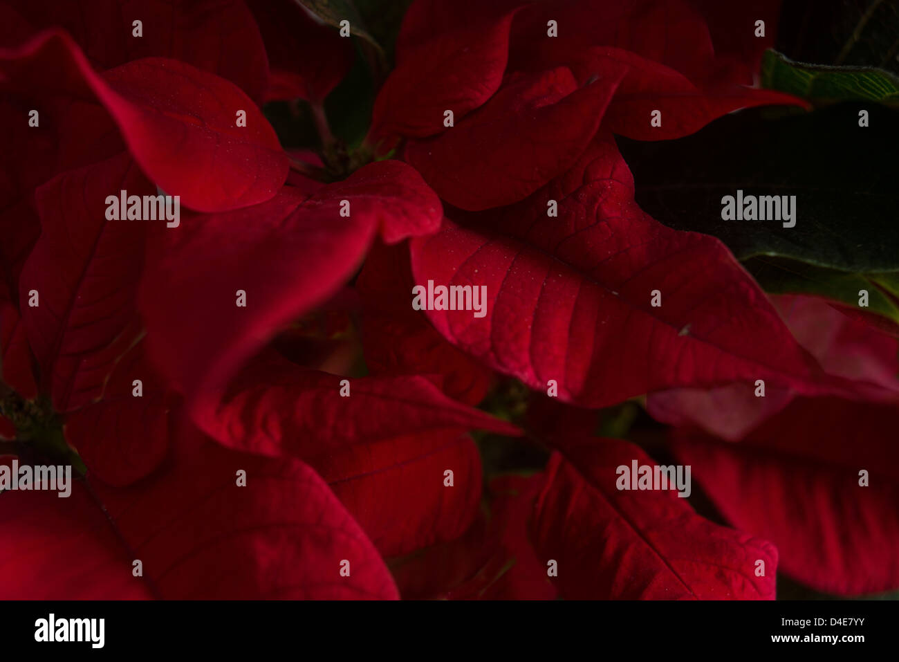 Stimmungsvolle Nahaufnahme einer Pflanze Weihnachtsstern (Euphorbia Pulcherrima) in niedrigen Schlüssel gedreht Stockfoto