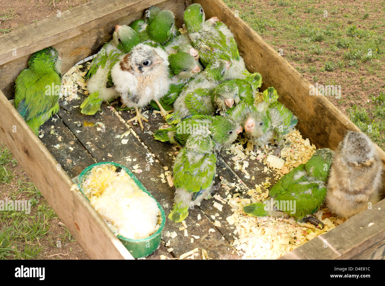 Kleine Küken in einem hölzernen Kasten. Stockfoto