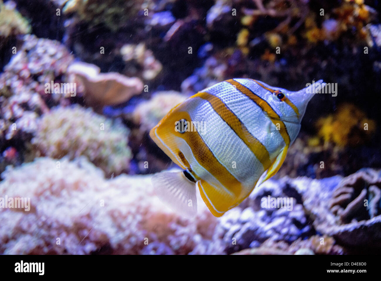Foto von einem tropischen Fischen Stockfoto