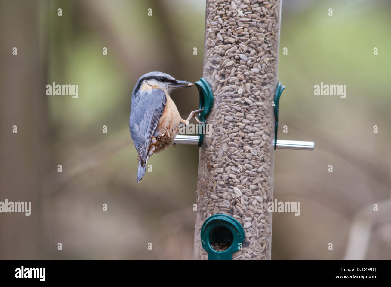 Kleiber (Sitta Europaea) am Futterhäuschen Essen Samen Stockfoto