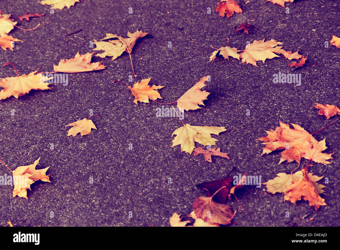 Vintange Stil Foto von Herbst Blätter auf dem asphalt Stockfoto