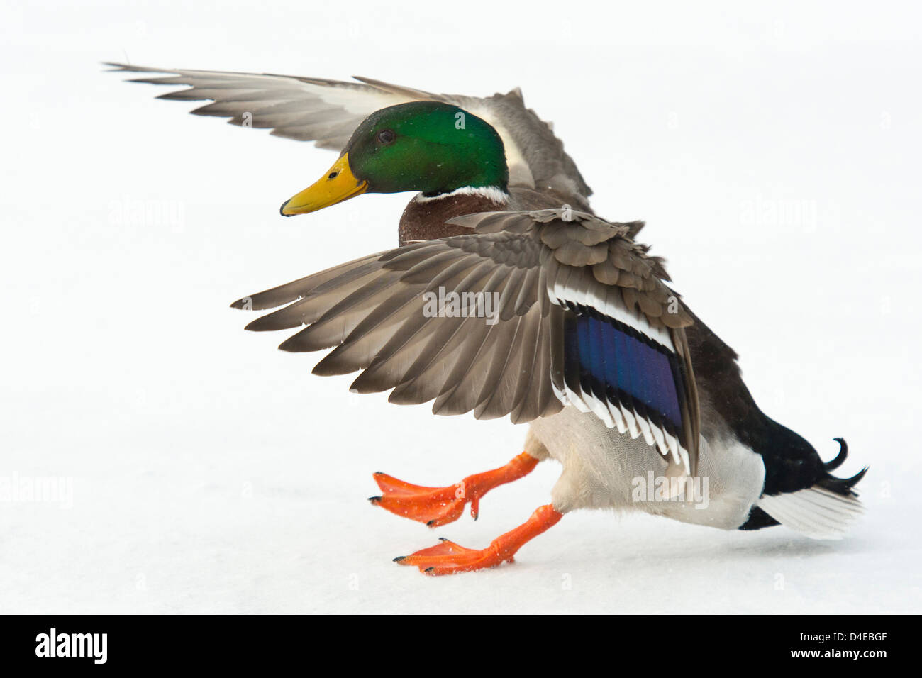 Landung Drake Mallard Stockfoto