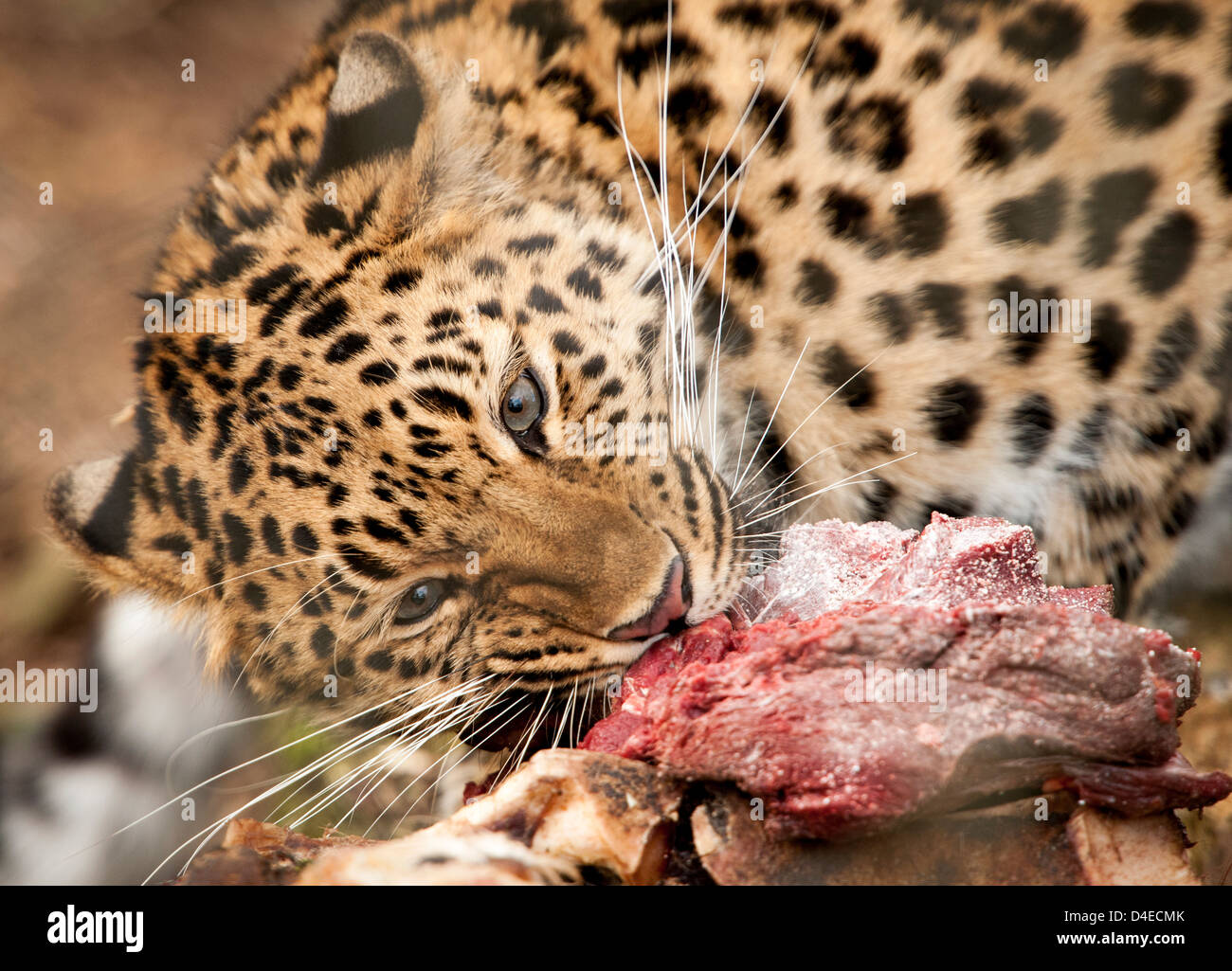 Weibliche Amur-Leopard, Fleisch zu essen Stockfoto