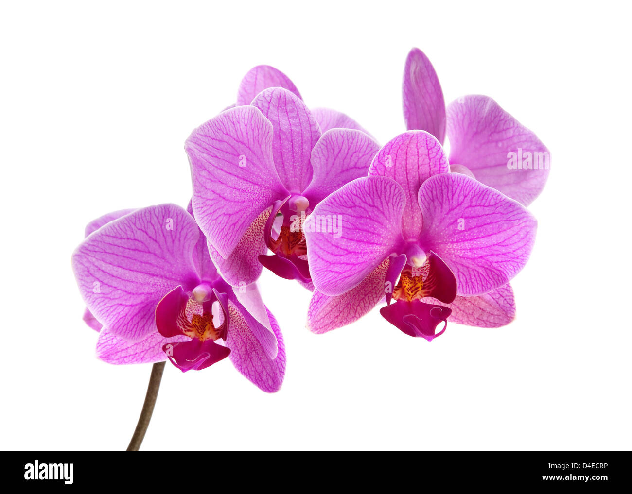 Lila Orchidee Blume Closeup isoliert auf weiss Stockfoto