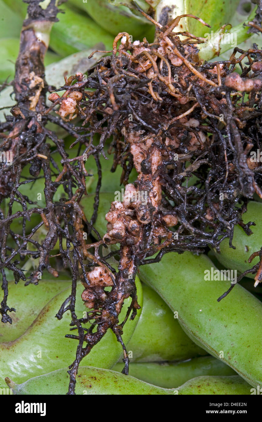Stickstoff bildet Knötchen auf Saubohne Wurzeln. Stockfoto