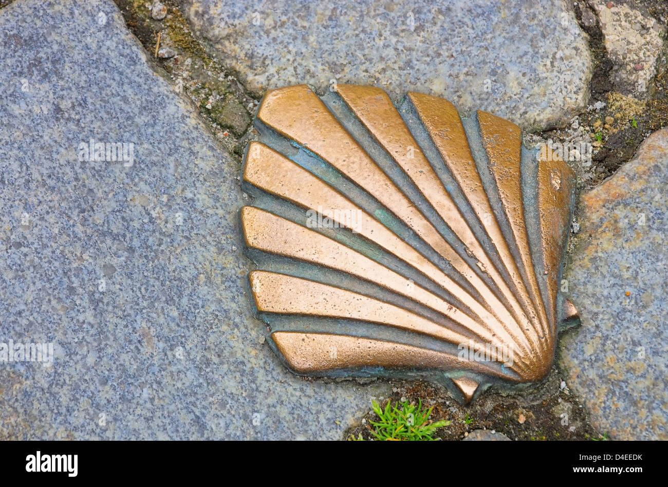 Pilgermuschel - St James Shell 08 Stockfoto