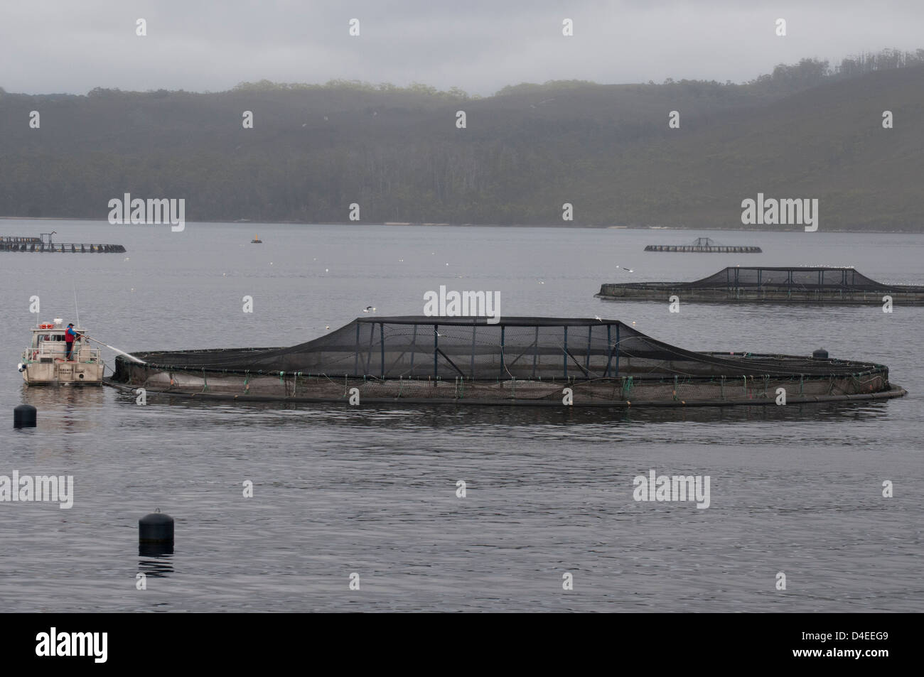 Fischzucht Gehäuse in Macquarie Harbour, Tasmanien Stockfoto