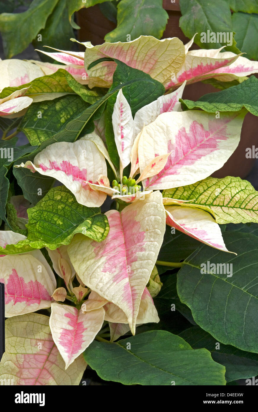Euphorbia Pulchella "Christmas Carol Marmor". "Weihnachtsstern". Stockfoto