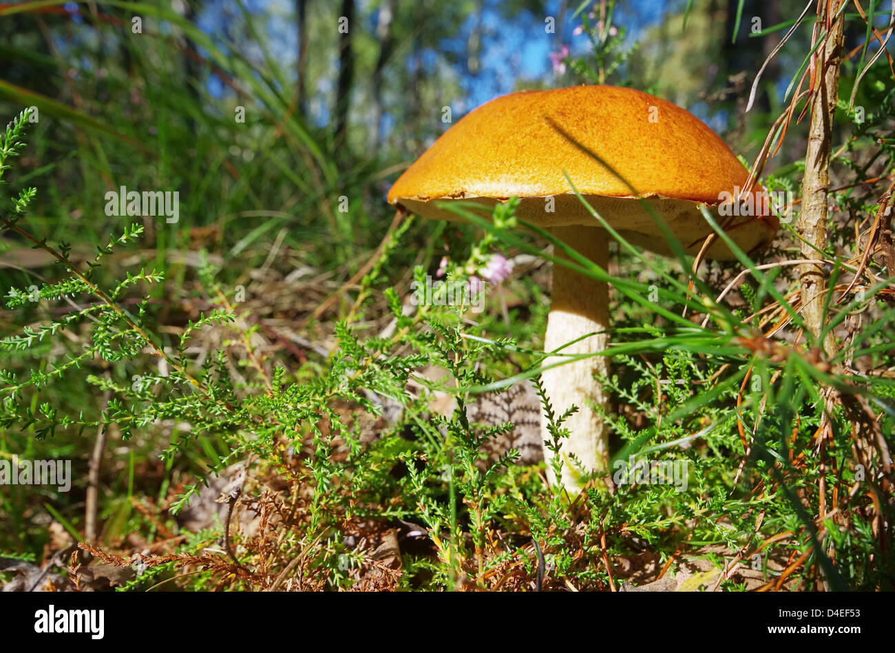 Badwärmer - Red cap Pilz 10 Stockfoto