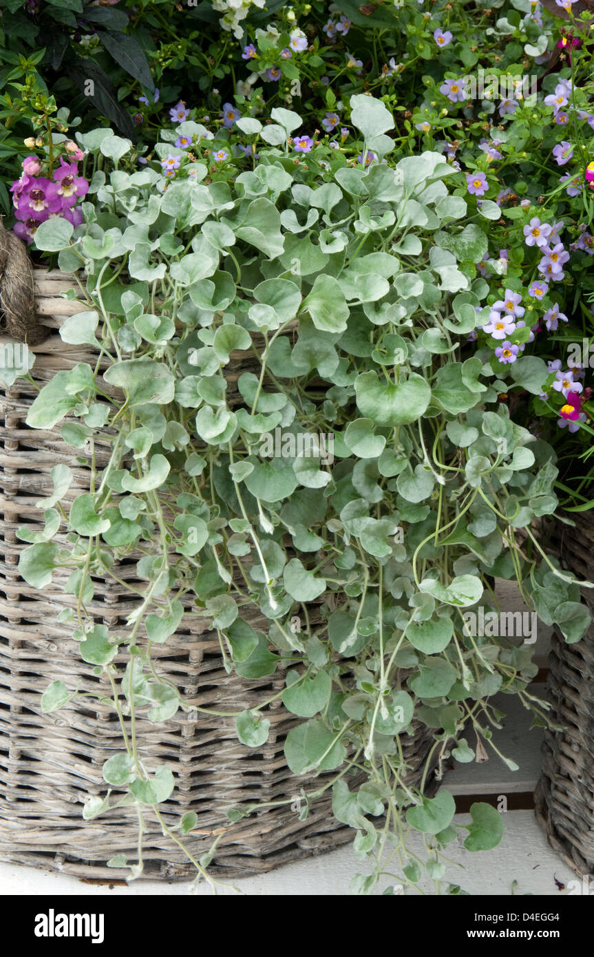 Dichondra Argentea "Silver Falls". Stockfoto