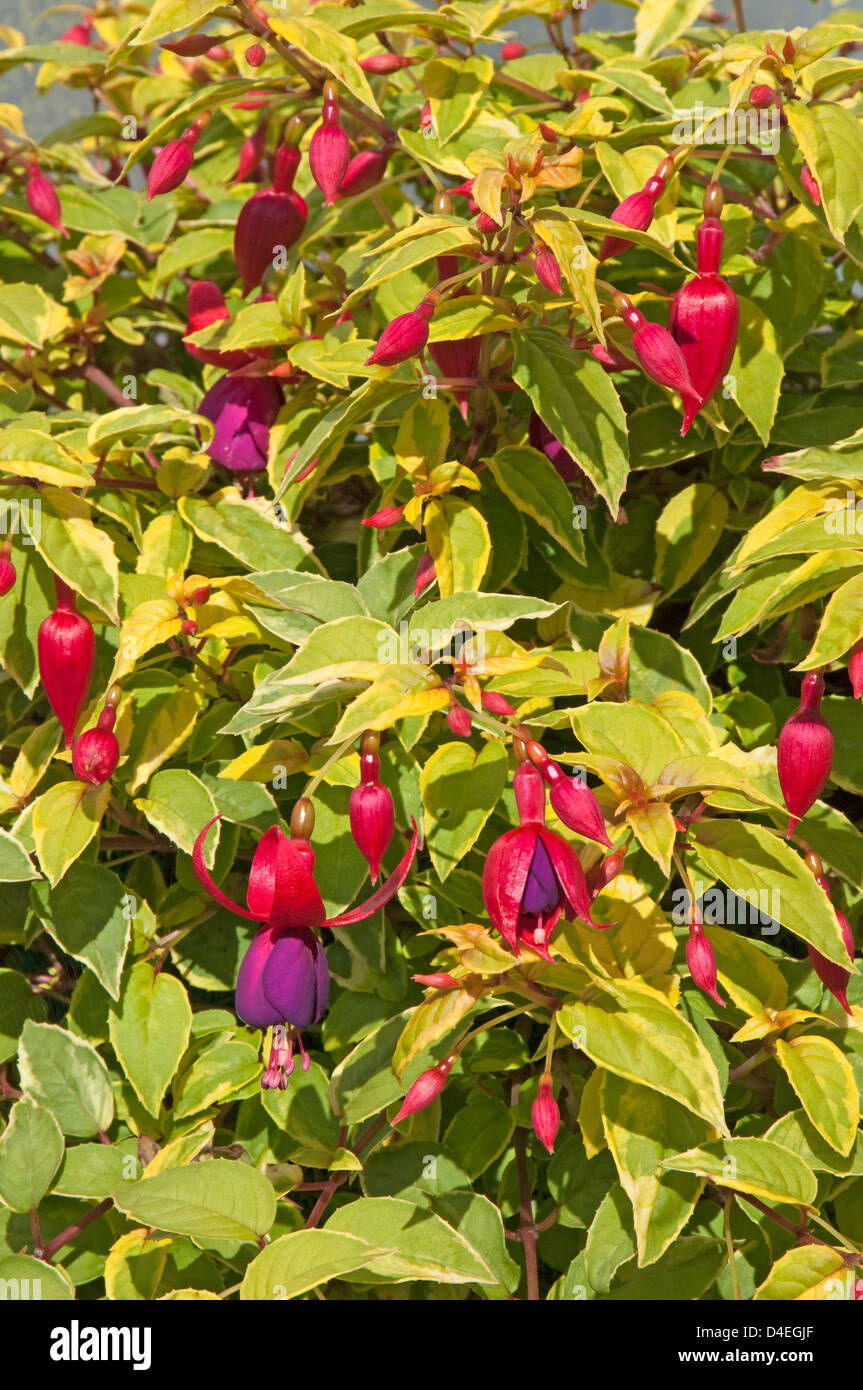 Fuchsia Goldrush "Anna Silvera". Stockfoto