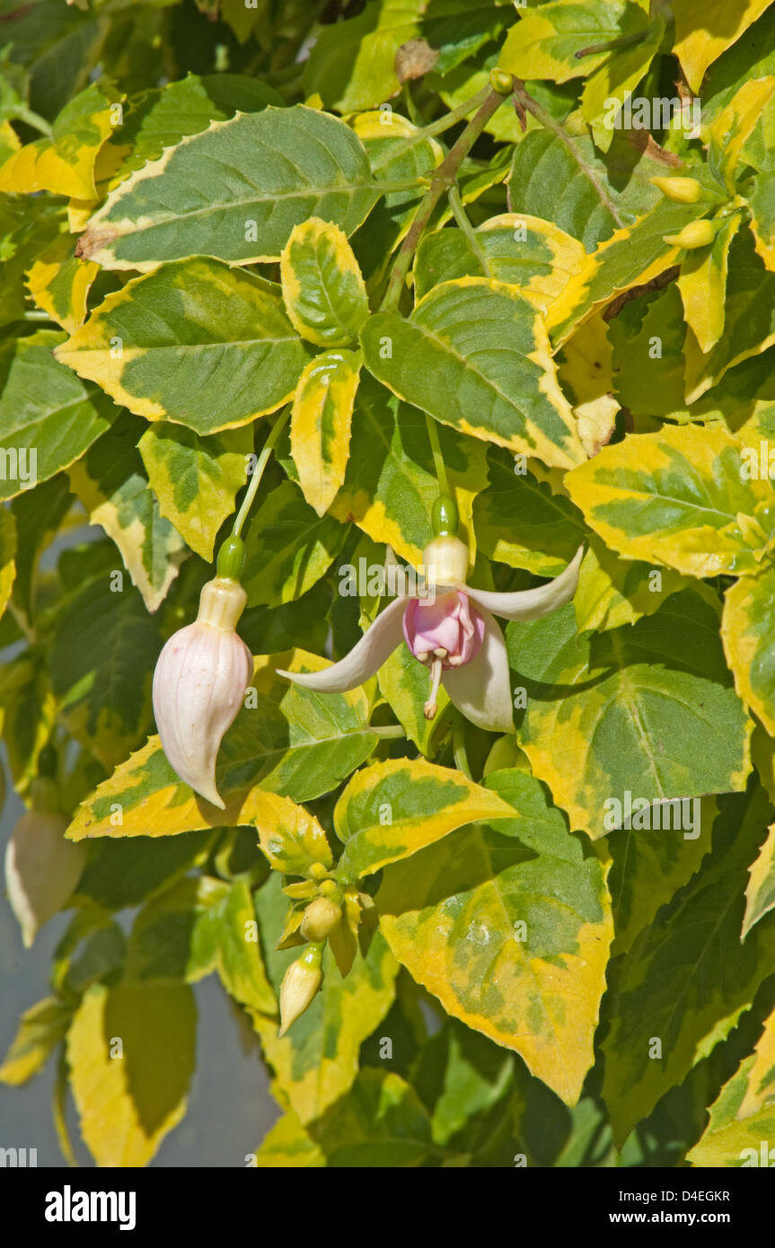 Fuchsia Goldrush "Janice Perry". Stockfoto