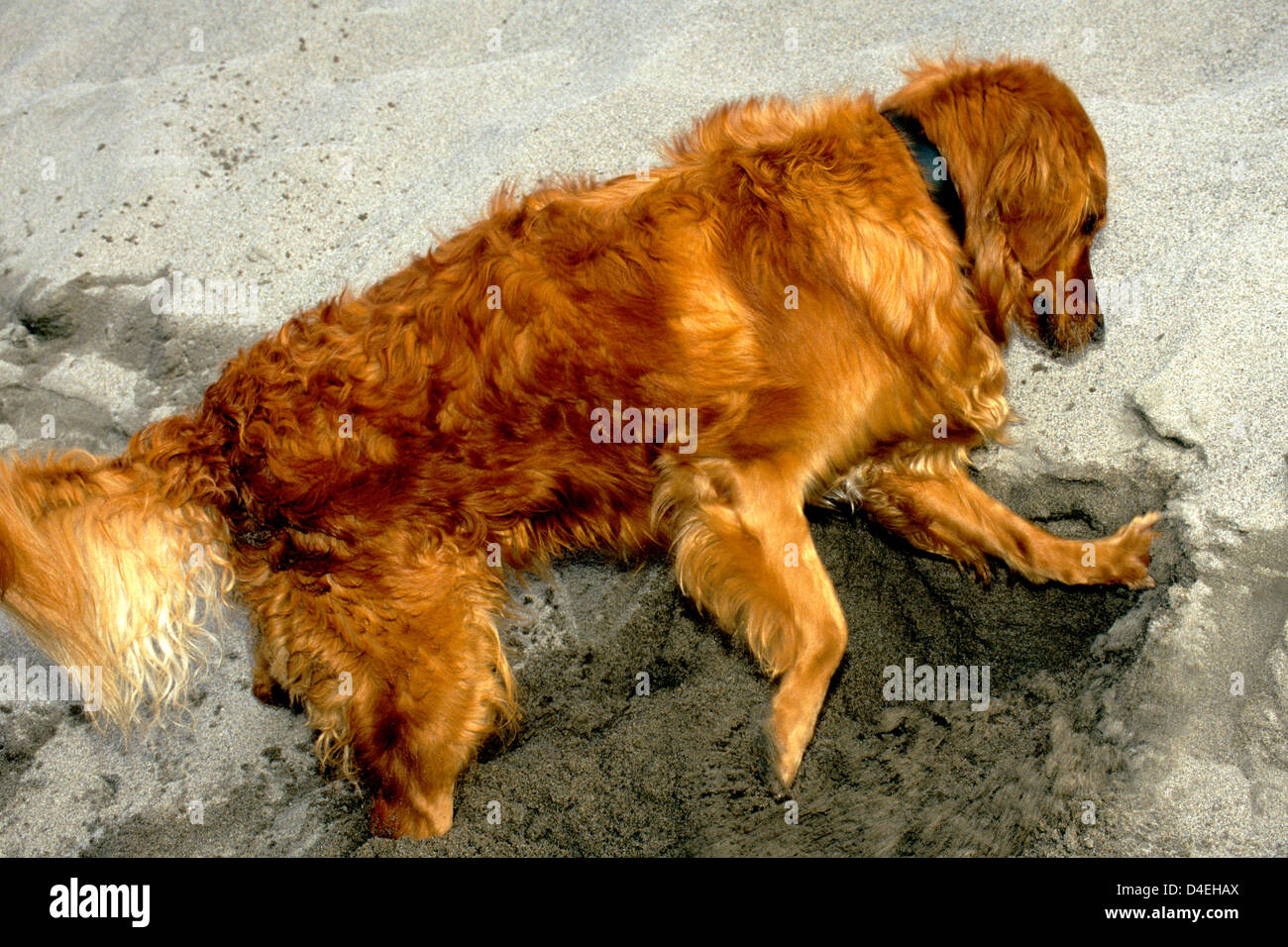 Golden Retriever Graben im Sand Stockfoto