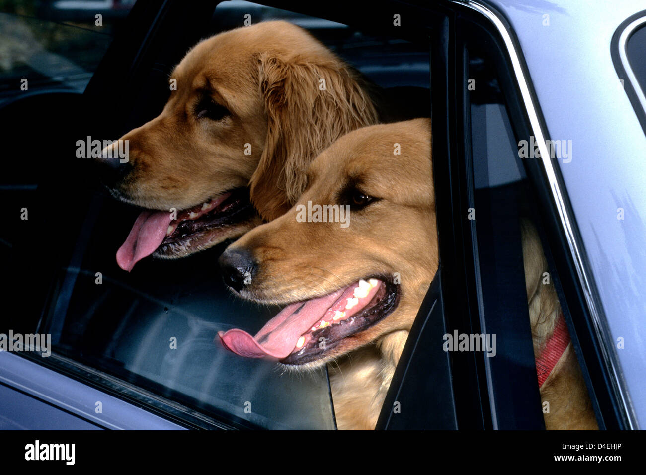 Golden Retriever in Rücksitz des Autos Stockfoto