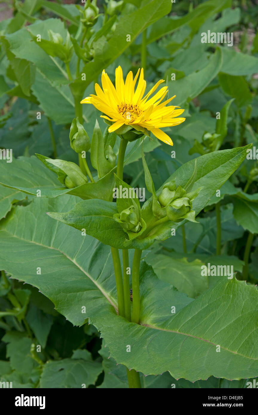 Silphium Perfoliatum. Trivialnamen, Cup-Pflanze, indischen Cup, zerlumpten Cup, Tischler Unkraut. Stockfoto