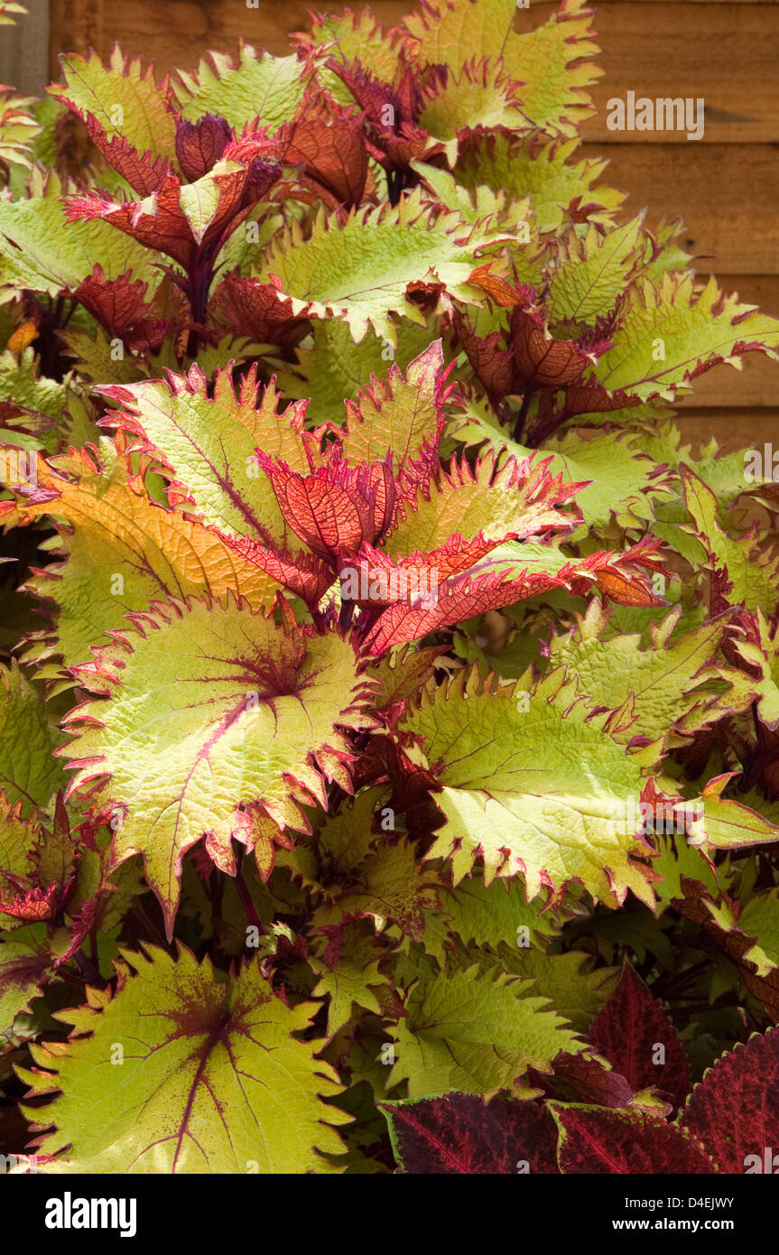 Solenostemon Assistenten TM "Golden". Sy Coleus Stockfoto