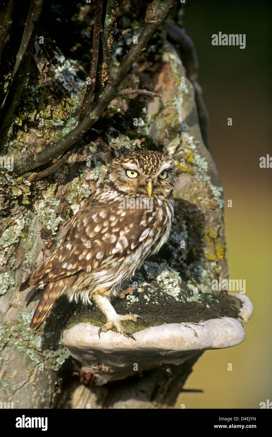 Steinkauz (Athene Noctua) Steinkauz • Ostalbkreis, Baden-Württemberg, Deutschland, Deutschland Stockfoto