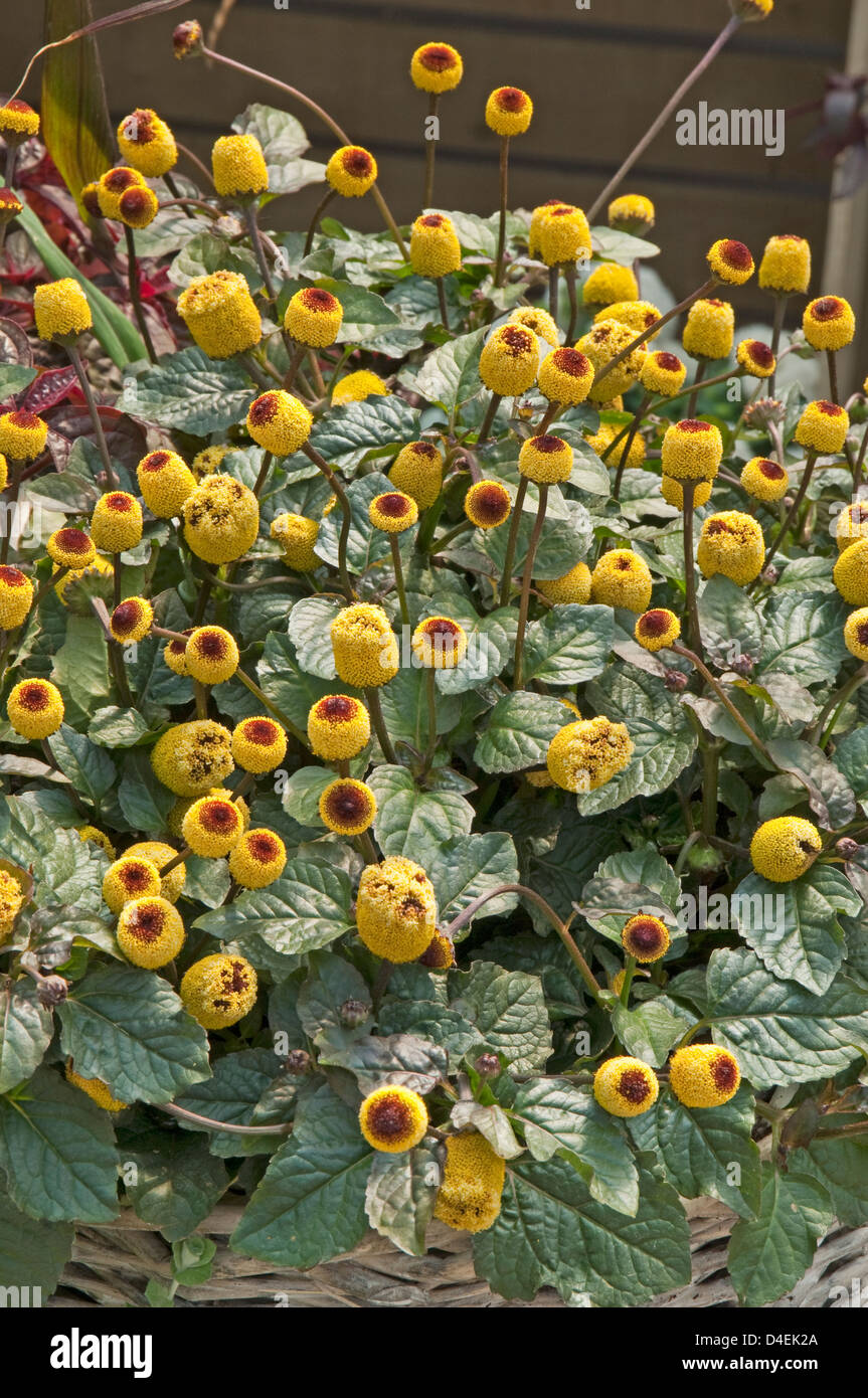 Spilanthes "Peek a Boo". Stockfoto