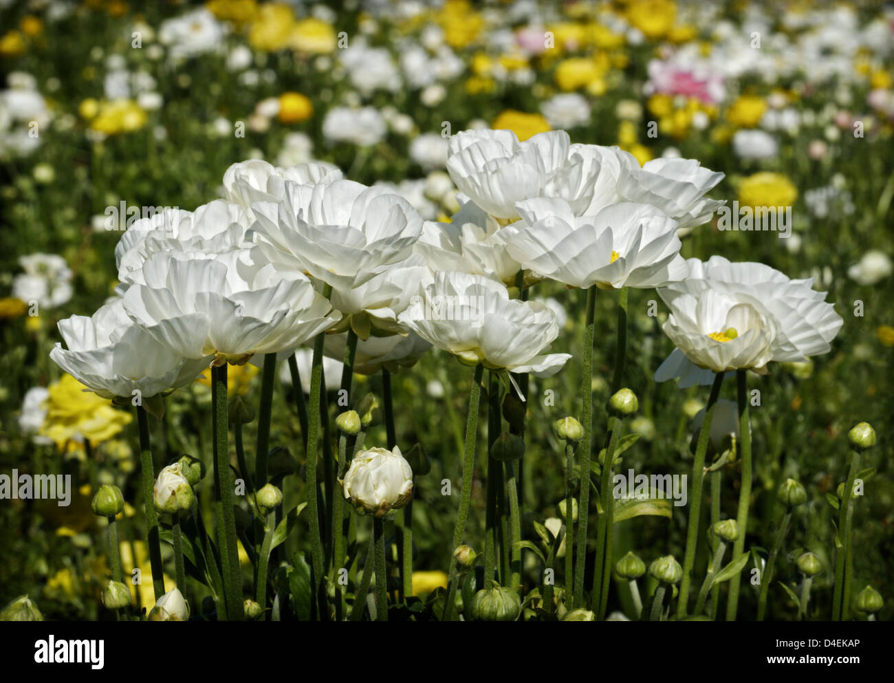 Eine Reihe von weißen Ranunkeln, unter ein buntes Feld von Blüten. Stockfoto