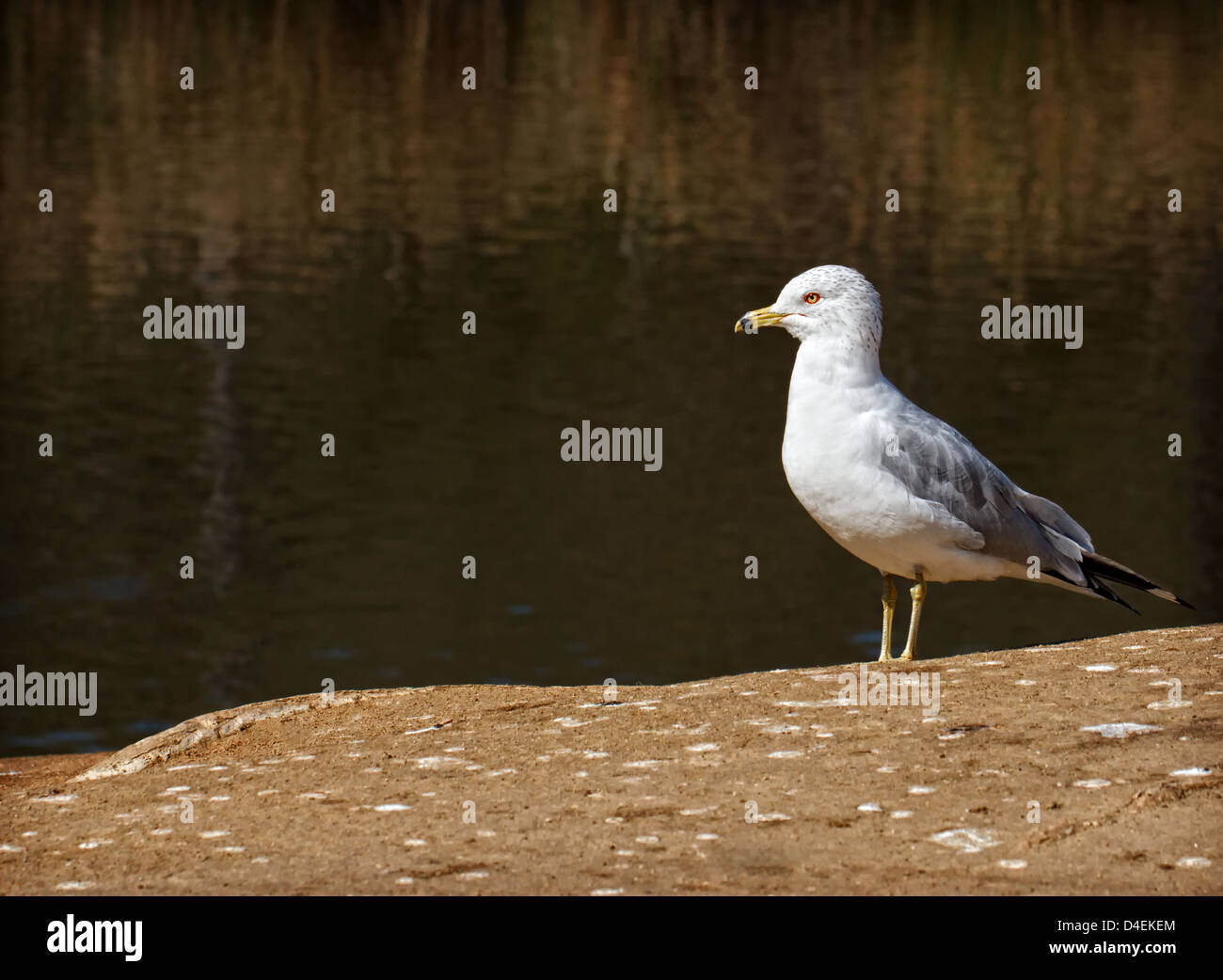 Ein California Möwe, Stand am Ufer, neben einem Teich. Stockfoto