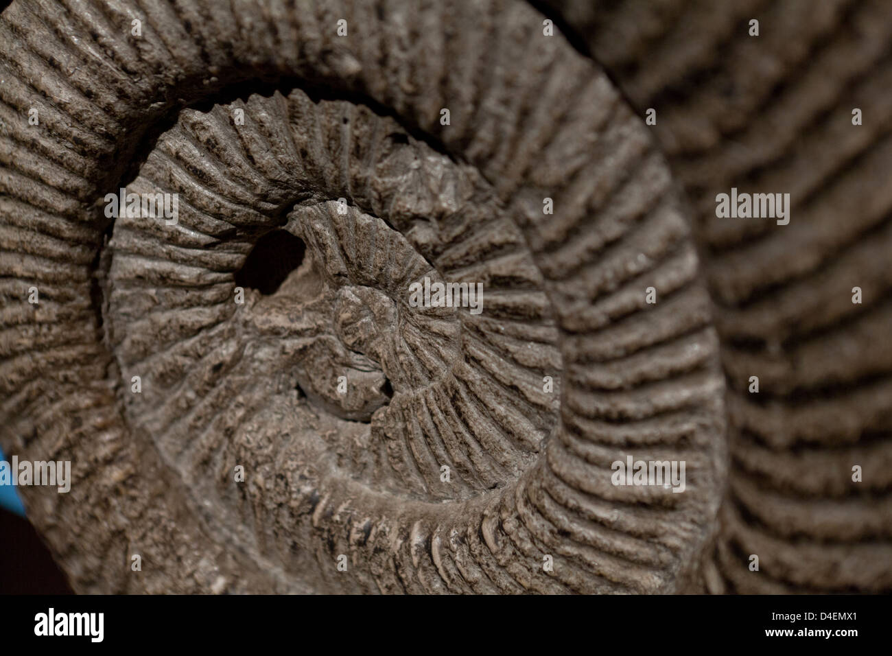Ammonit Kopffüsser (Perisphinctes doppelschichtiger) fossilen closeup Stockfoto
