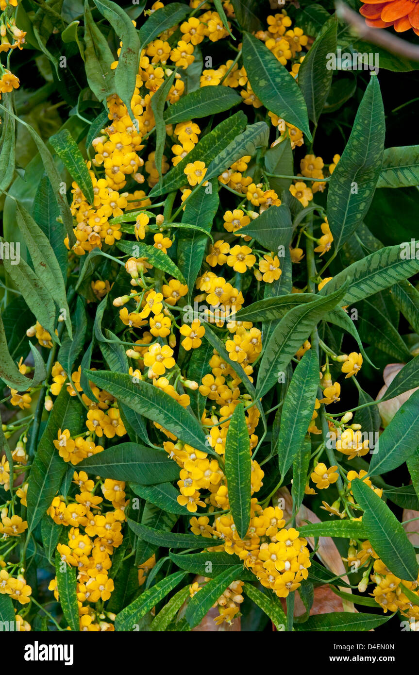 Euphorbia Fulgens Schnittblume Euphorbia selten gesehen
