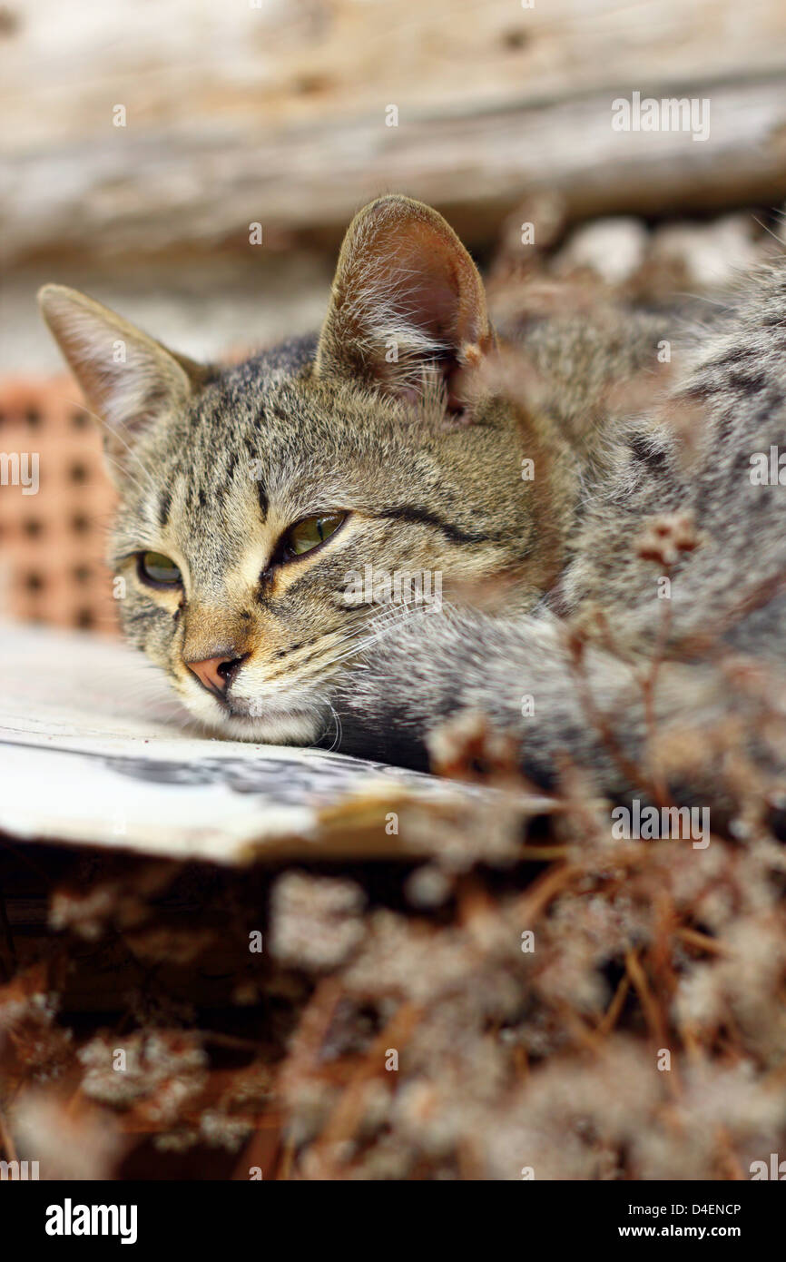 wunderschöne gestreifte Katze in der warmen Sonne entspannen Stockfoto