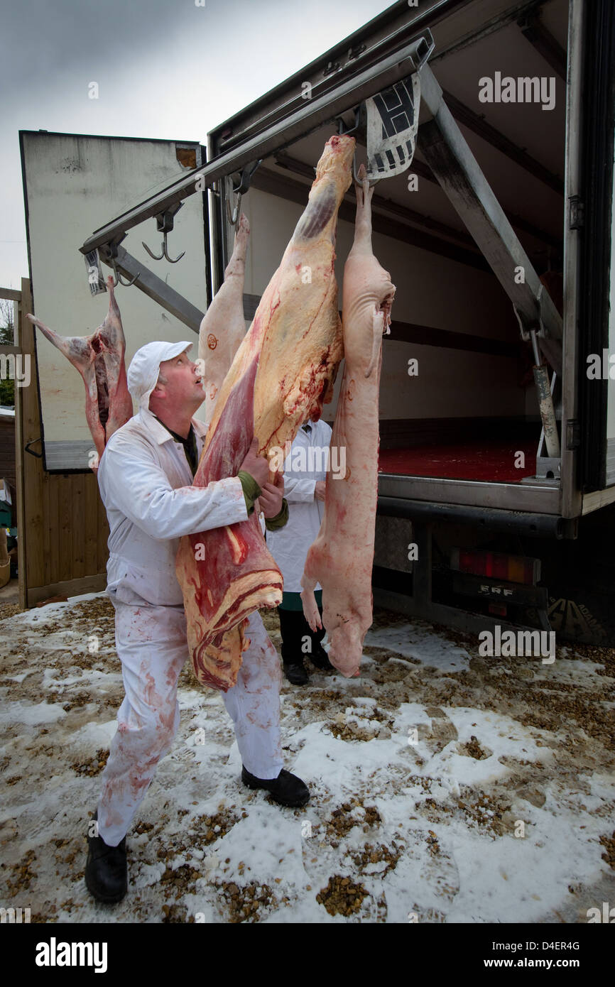 Rindfleisch-Kadaver von einem gekühlten LKW entladen wird, in einem Ladengeschäft Metzger Stockfoto