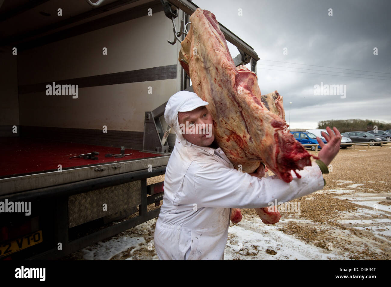 Rindfleisch-Kadaver von einem gekühlten LKW entladen wird, in einem Ladengeschäft Metzger Stockfoto