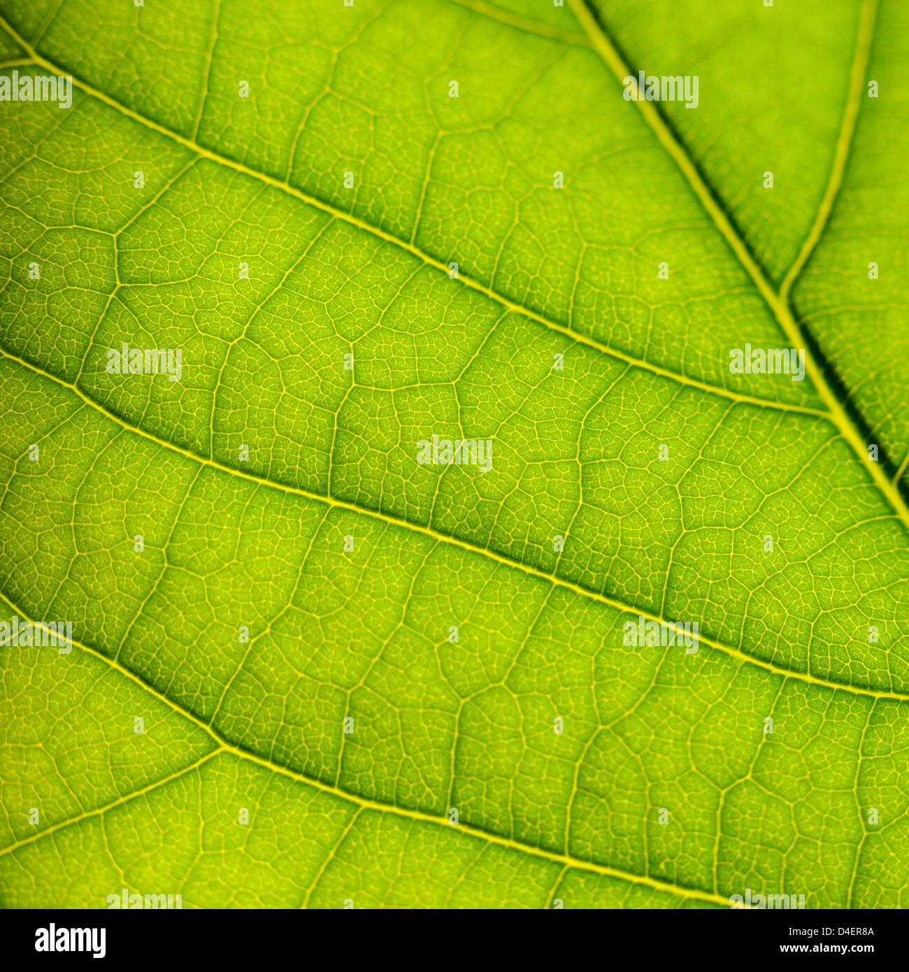Grünes Blatt Oberflächenstruktur Makrofoto closeup Stockfoto