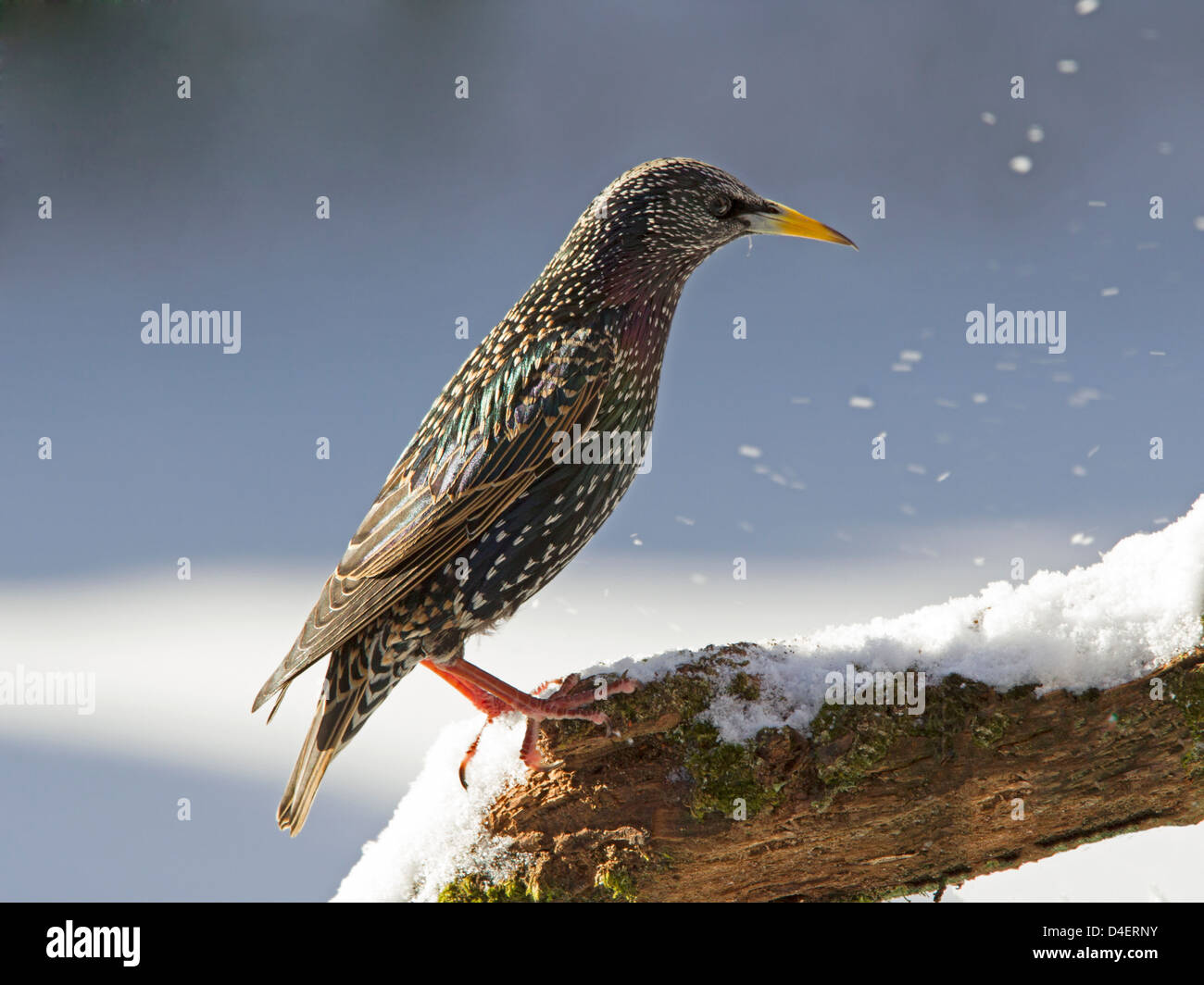 Gemeinsamen Starling thront auf Zweig im Schnee Stockfoto