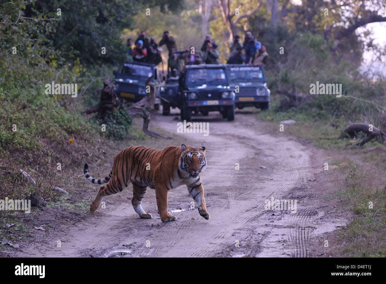 Tiger und Tierwelt Tourismus in Indien Stockfoto