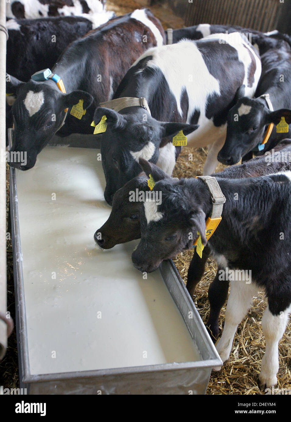 Ein Milch-Bauer füttert seine Milch Tagesproduktion auf seine Waden in Retschow, Deutschland, 27. Mai 2008. Die meisten deutschen Milchbauern wegschütten der Tagesproduktion von Milch auf die niedrigen Milchpreise protestiert und verlangt einen höheren Anteil des Preises. Foto: BERND WUESTNECK Stockfoto
