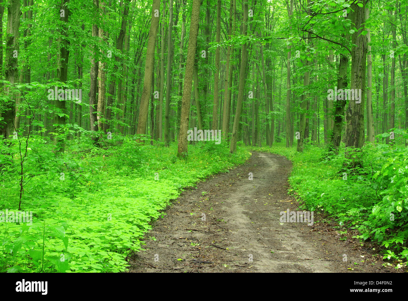 Waldbäume. Holz Natur grün Hintergrund Stockfoto
