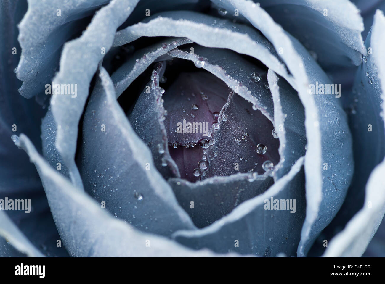 Nahaufnahme eines frostigen Kohl Pflanze Stockfoto