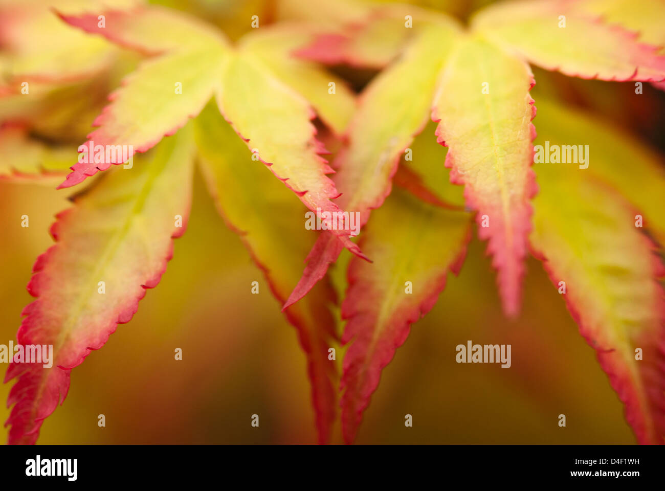 Nahaufnahme von Acer Palmatum Blätter Stockfoto