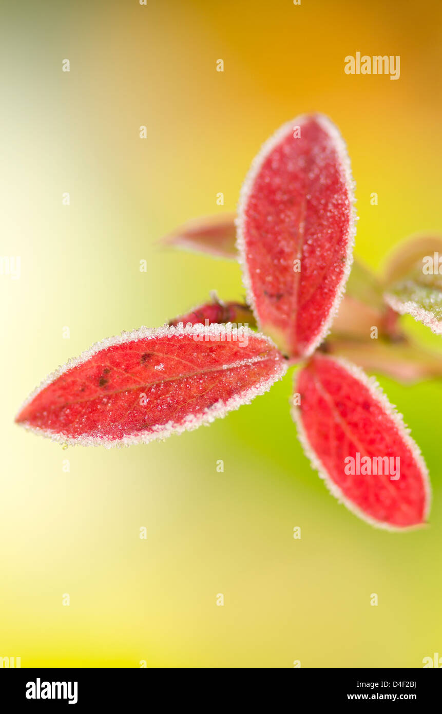 Nahaufnahme eines frostigen Heidelbeere Blatt Stockfoto