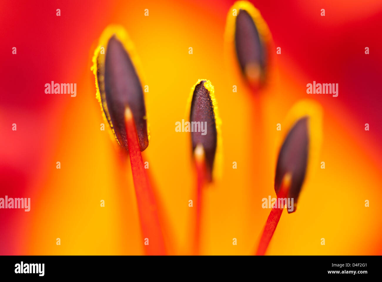 Nahaufnahme der Staubblätter Tageslilie Stockfoto