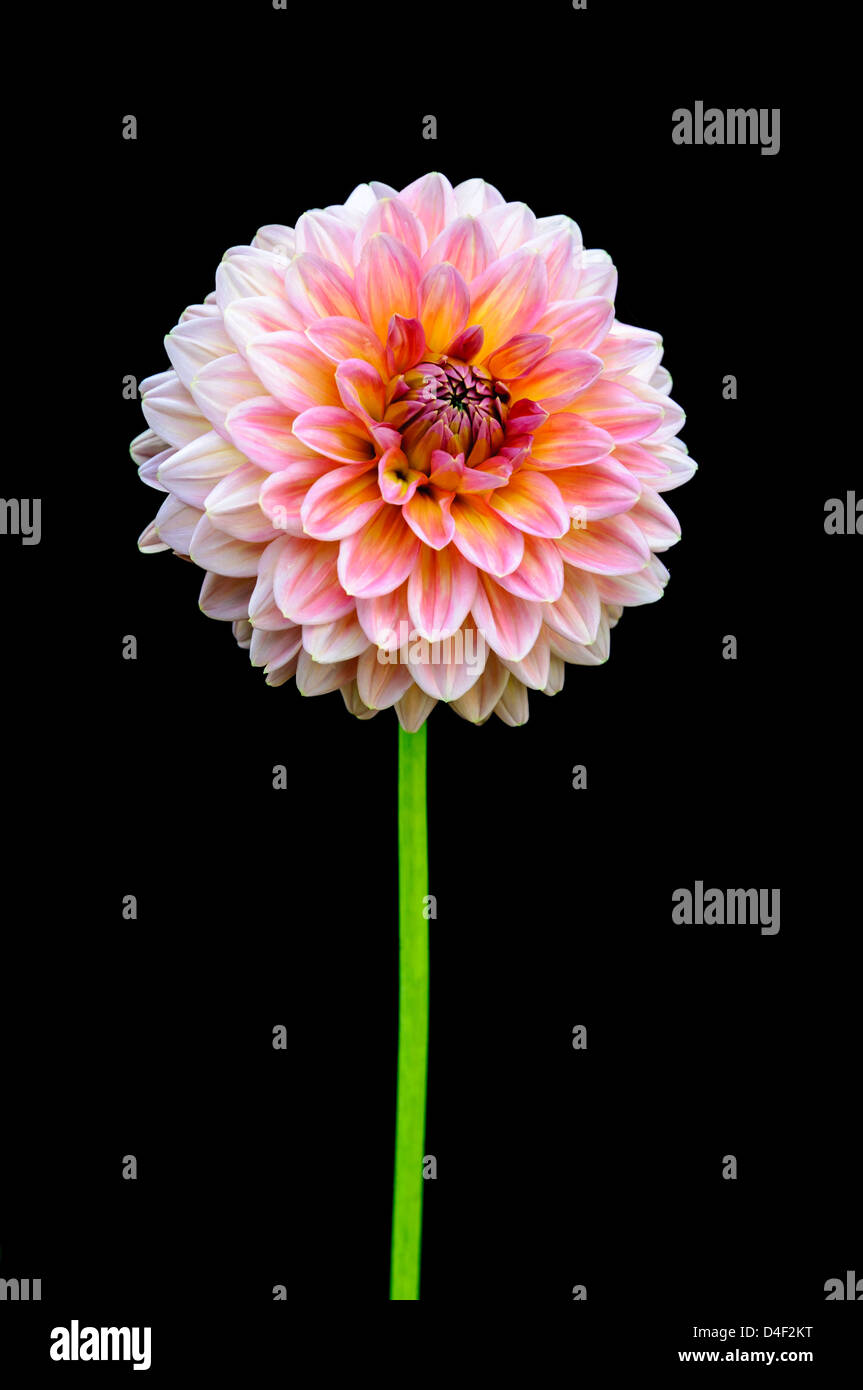 Schöne Blume auf dem schwarzen Hintergrund Stockfoto