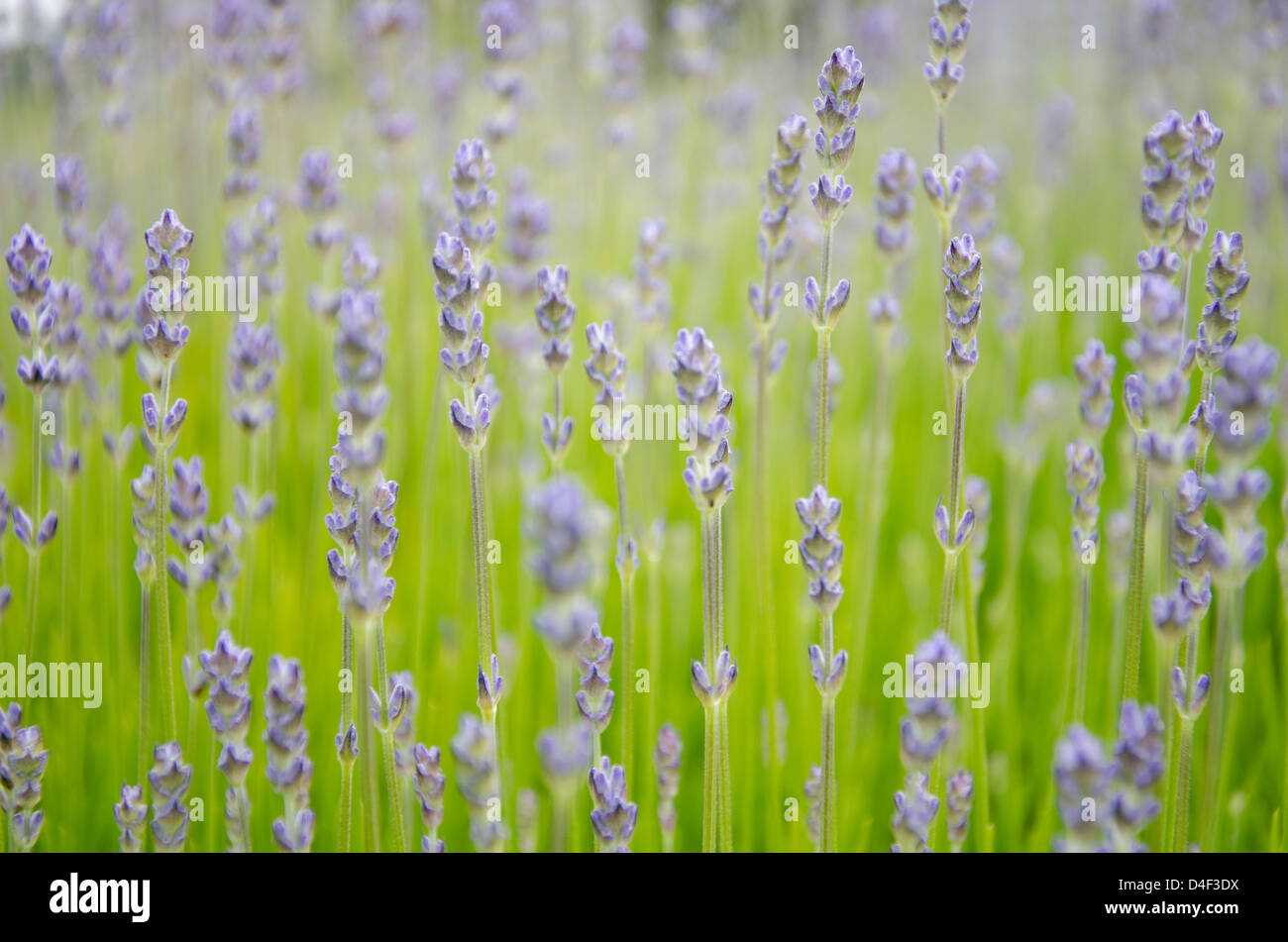 Nahaufnahme von Lavendel wächst im Feld Stockfoto