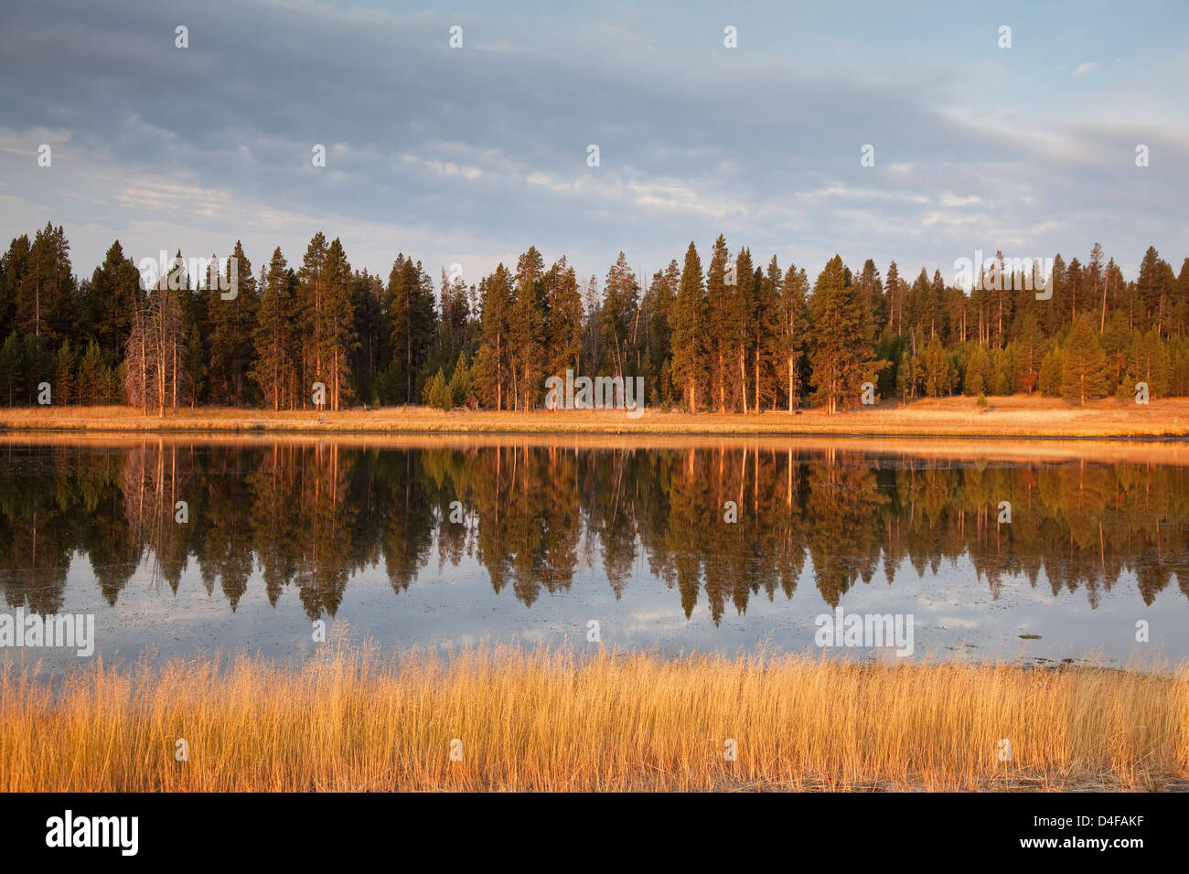 Bäume im noch See widerspiegelt Stockfoto